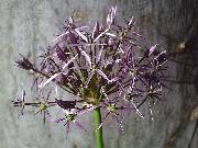 Allium Christophii